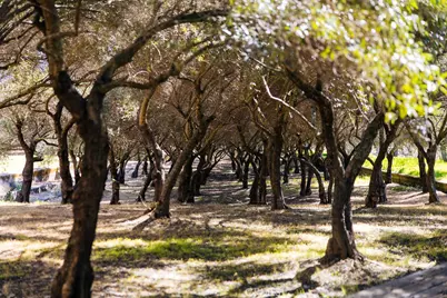 1001 Silverado Trail South, St. Helena, CA 94574 - Photo 61