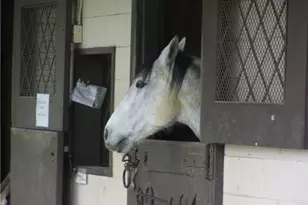 3271 San Amadeo, Laguna Woods, CA 92637 - Photo 53