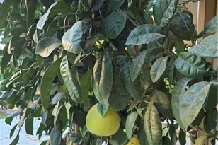 537 Peregrine Ln, San Jacinto, CA 92582 - Photo 29