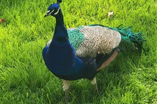 3837 Mountain View Ave, Pasadena, CA 91170 - Photo 39