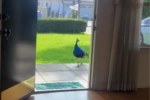 3837 Mountain View Ave, Pasadena, CA 91170 - Photo 41