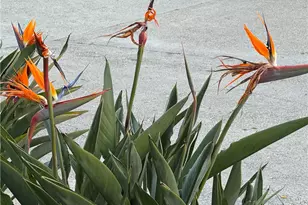 18 Woodsorrel, Irvine, CA 92604 - Photo 35