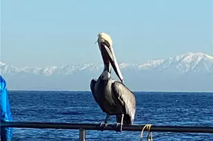 352 354 Eucalyptus, Avalon, CA 90704 - Photo 17