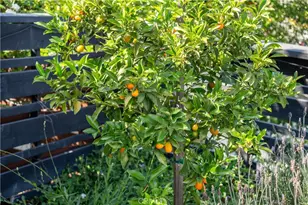 4762 E Mountain View Dr, San Diego, CA 92116 - Photo 5