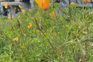 2846 Willow Glen Dr, El Cajon, CA 92019 - Photo 63