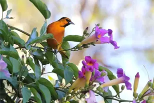 18 Broadleaf, Irvine, CA 92612 - Photo 37