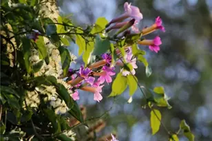 18 Broadleaf, Irvine, CA 92612 - Photo 39