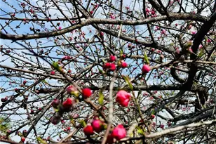 4906 Shadow Stone Dr, Bakersfield, CA 93313 - Photo 9