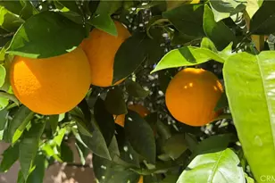 27426 Sereno, Mission Viejo, CA 92691 - Photo 45