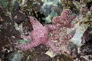 5961 Nugget, Huntington Beach, CA 92647 - Photo 59