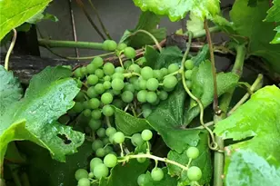 3 Ardmore, Irvine, CA 92602 - Photo 41