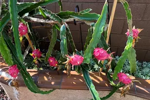 3 Ardmore, Irvine, CA 92602 - Photo 39