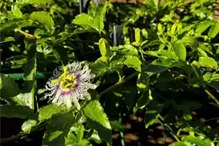 3 Ardmore, Irvine, CA 92602 - Photo 45