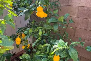 3 Ardmore, Irvine, CA 92602 - Photo 43