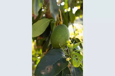 1807 Valencia, Carlsbad, CA 92008 - Photo 29