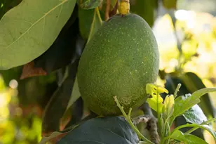 1807 Valencia, Carlsbad, CA 92008 - Photo 29