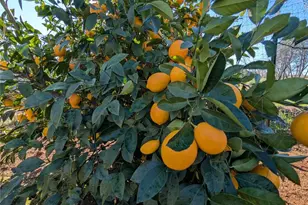 1658 Jaramillo, Paradise, CA 95969 - Photo 49