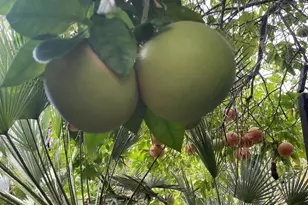 9212 Creemore Dr, La Crescenta, CA 91214 - Photo 27