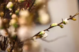 382 E California Blvd, Pasadena, CA 91106 - Photo 39