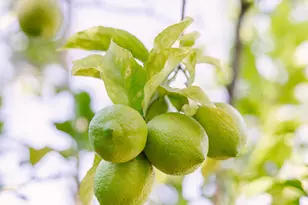 136 S Arden Blvd, Los Angeles, CA 90004 - Photo 59