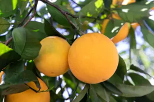 2507 Rockdell St, La Crescenta, CA 91214 - Photo 37