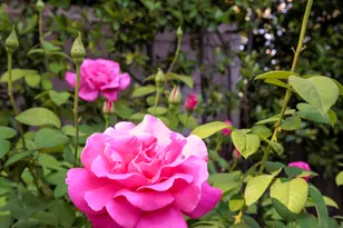 1428 Ontario Ave, Pasadena, CA 91103 - Photo 31