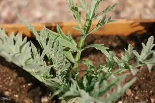 1504 Oneonta Knoll, South Pasadena, CA 91030 - Photo 63