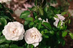 1504 Oneonta Knoll, South Pasadena, CA 91030 - Photo 9