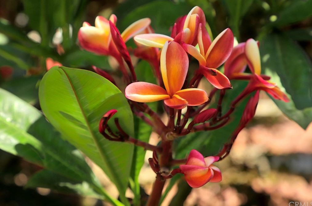 229 Chicago St, Los Angeles CA  90033-4312 exterior