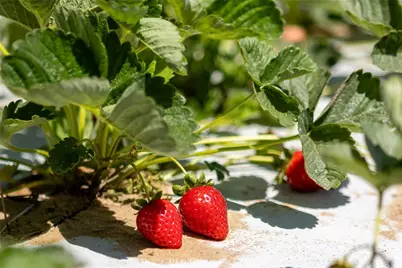 0 Indiana Way, Nipomo, CA 93444 - Photo 13