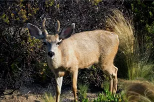 1294 Hollysprings, Santa Maria, CA 93455 - Photo 51