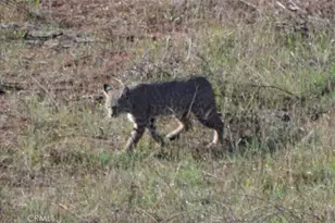 1294 Hollysprings, Santa Maria, CA 93455 - Photo 53