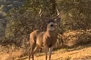 29501 Hart Oaks Dr, Keene, CA 93531 - Photo 69