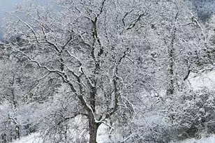 29501 Hart Oaks Dr, Keene, CA 93531 - Photo 71