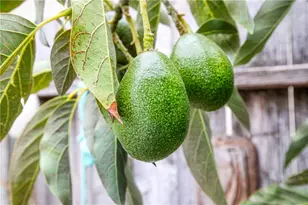 1590 Manhattan, Grover Beach, CA 93433 - Photo 37