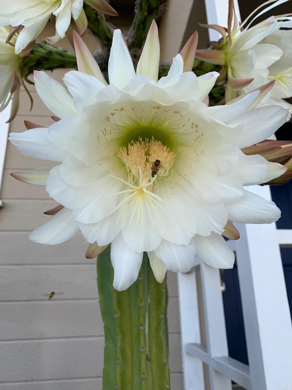 861 Date Ave, Chula Vista CA  91911-1110 exterior