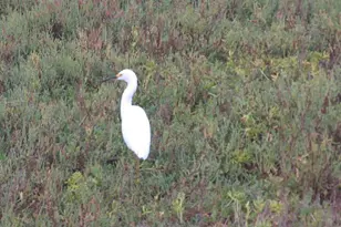 1460 Seacoast, Imperial Beach, CA 91932 - Photo 11