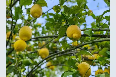 241 Muirfield Way, San Marcos, CA 92069 - Photo 45