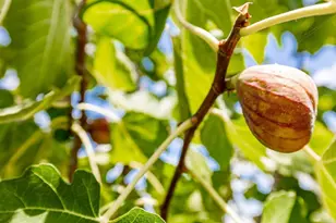 9432 Hito Ct, San Diego, CA 92129 - Photo 49