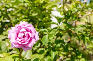 9432 Hito Ct, San Diego, CA 92129 - Photo 43