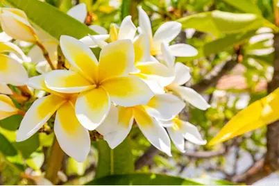 9432 Hito Court, San Diego, CA 92129 - Photo 39