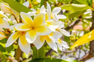 9432 Hito Ct, San Diego, CA 92129 - Photo 39