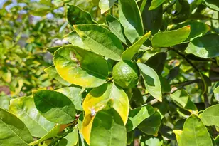 11825 Taia, Lakeside, CA 92040 - Photo 21