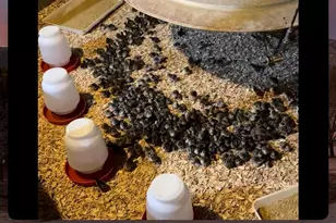 35683 Breezy Ln, Ranchita, CA 92066 - Photo 71