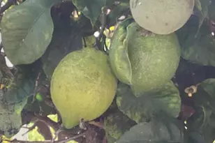 1425 2nd Ave, Chula Vista, CA 91911 - Photo 5