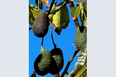 2702 Country Club Drive, Escondido, CA 92029 - Photo 23