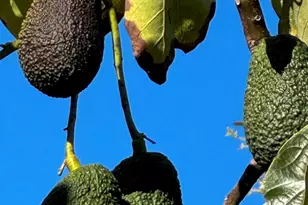 2702 Country Club Dr, Escondido, CA 92029 - Photo 23