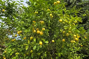 1243 Hidden Mountain Dr, El Cajon, CA 92019 - Photo 57