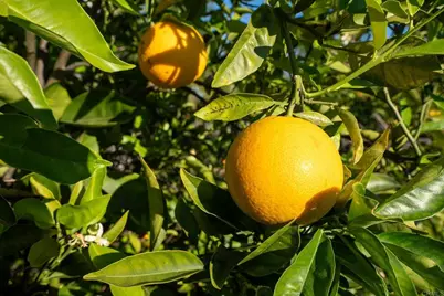 302 Alpine Trail Rd, Alpine, CA 91901 - Photo 49