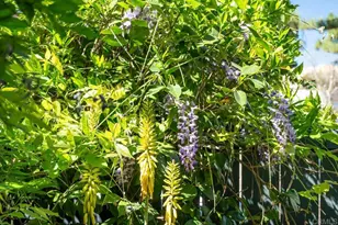 6960 Caminito Curva, San Diego, CA 92119 - Photo 35